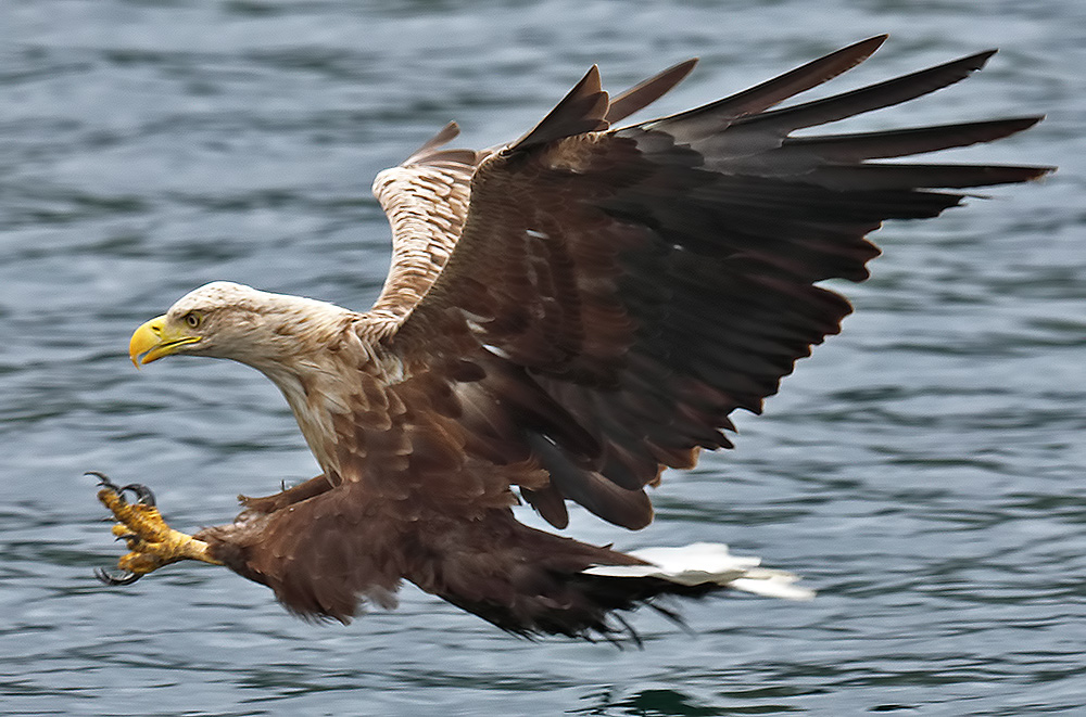 white-tailed eagle